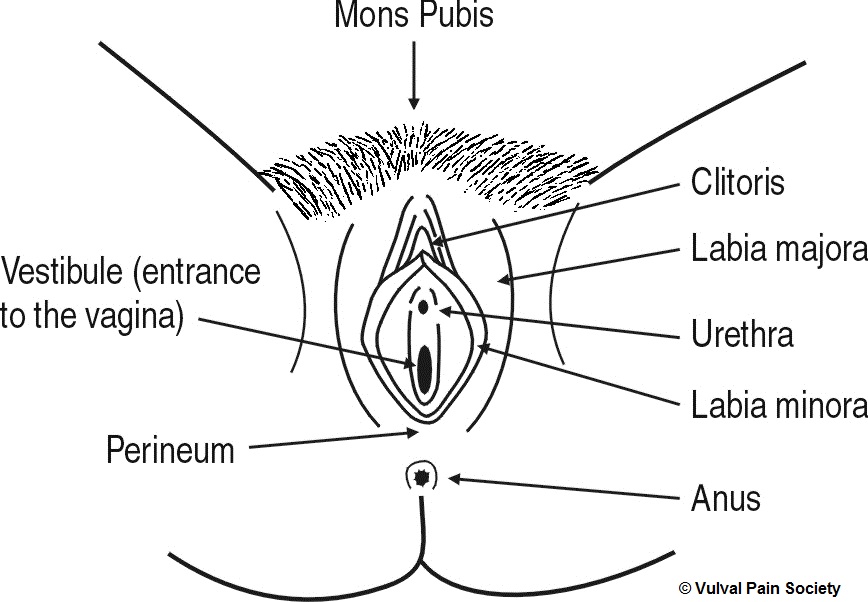 Diagram of the vulva, showing the different parts labelled